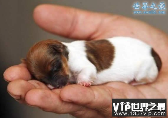 世界上最小的狗，停止生长(只有7.62厘米)(www.5300tv.com)