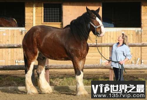 世界上最大的马，夏尔马(超过一吨重)(www.5300tv.com)