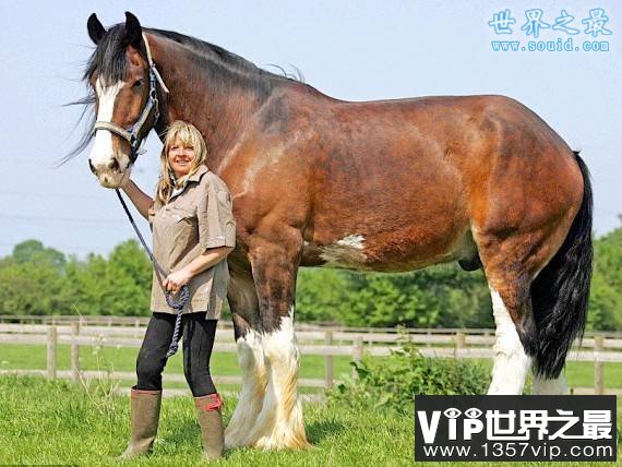 世界上最大的马，夏尔马(超过一吨重)(www.5300tv.com)