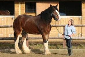 世界上最大的马，夏尔马(超过一吨重)