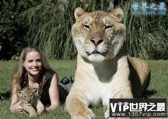 世界上最大的猫科动物，美国狮虎(长3.3米)(www.5300tv.com)