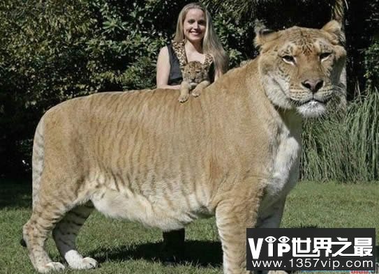 世界上最大的猫科动物，美国狮虎(长3.3米)(www.5300tv.com)