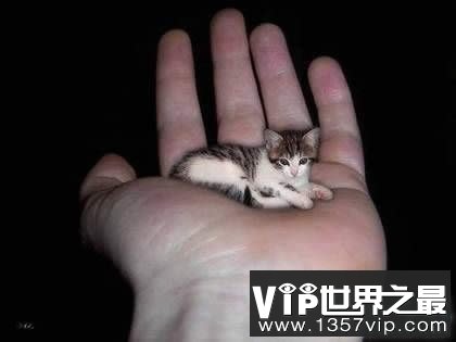 世界上最小的猫，比可乐罐还小(组图)(www.5300tv.com)