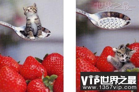 世界上最小的猫，比可乐罐还小(组图)(www.5300tv.com)