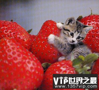 世界上最小的猫，比可乐罐还小(组图)(www.5300tv.com)