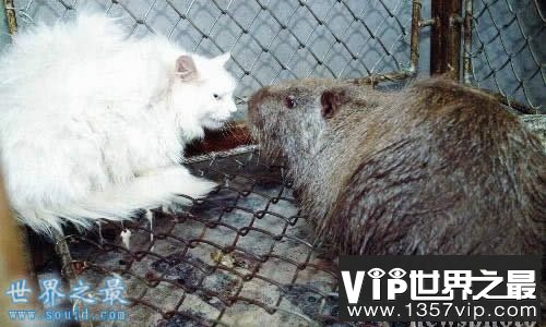 世界上最大的老鼠，1.1米长(比小孩还高)(www.5300tv.com)