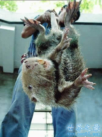 世界上最大的老鼠，1.1米长(比小孩还高)(www.5300tv.com)