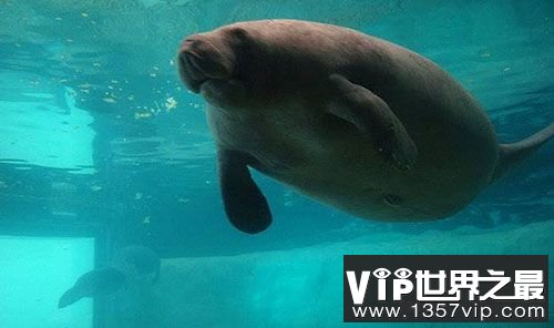 世界上寿命最长的海牛，目前寿命达67岁(www.5300tv.com)