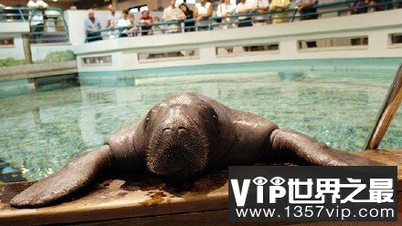 世界上寿命最长的海牛，目前寿命达67岁(www.5300tv.com)