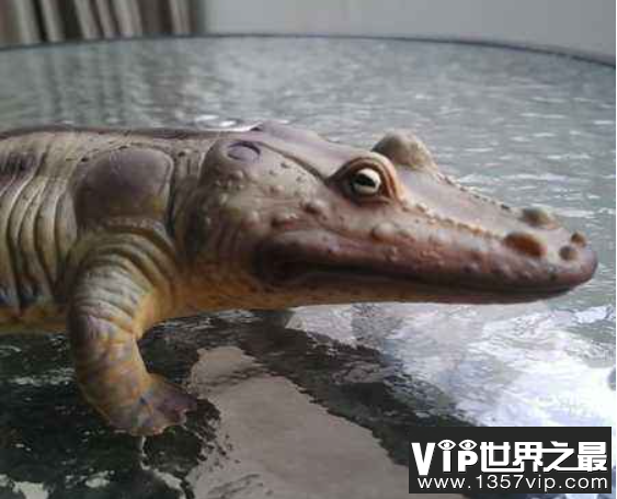 史前最大青蛙：虾蟆螈，头大尾巴短，以鱼类与恐龙为食