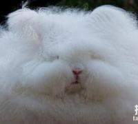 世界上毛最长的兔子：安哥拉兔，毛长38厘米（巨型毛球）