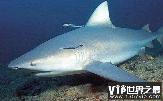 爆发力超强的危险鲨鱼：公牛真鲨，唯一深入淡水生活的鲨鱼