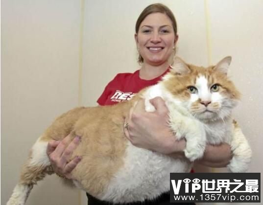 世界上最肥的猫：凯蒂，体重46斤，胖成了大肉球