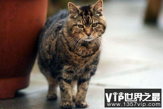 世界上年龄最大的猫：花斑家猫Sasha ，竟然活了141岁