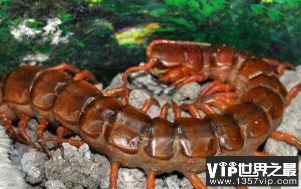 世界最大的10种蜈蚣排行，秘鲁巨人蜈蚣排第二，少棘蜈蚣排第十
