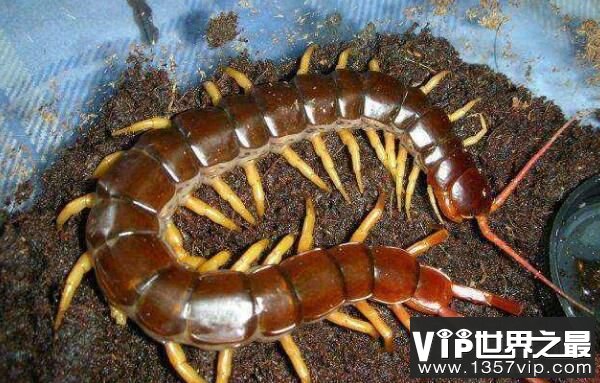 世界最大的10种蜈蚣排行，秘鲁巨人蜈蚣排第二，少棘蜈蚣排第十