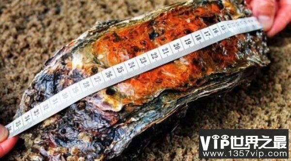 世界上最大的牡蛎：丹麦巨型牡蛎，体长36厘米(已20岁)