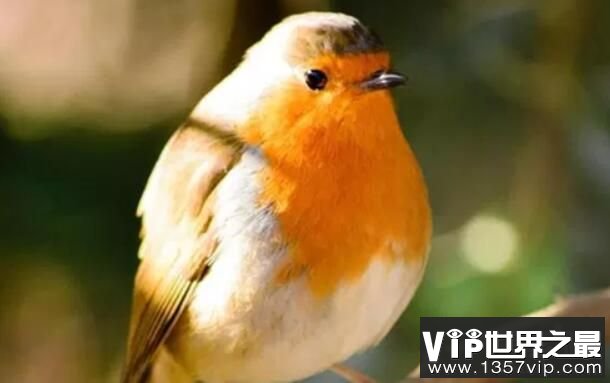 唱歌最好听的10种鸟排名，夜唱歌手夜莺排名第一
