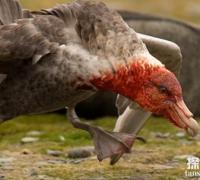 世界上表面温顺却凶猛的十种鸟，南极巨型海燕排名第一