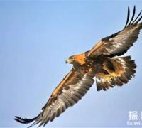 世界十大凶猛的鸟，金雕战斗力凶猛排名第一