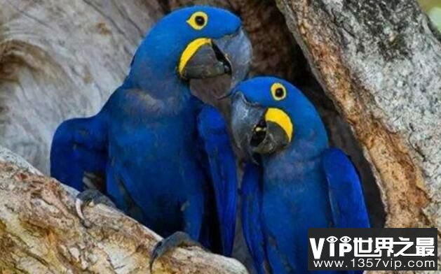 世界上颜值最高的鸟排行，蓝紫金刚鹦鹉排名第一