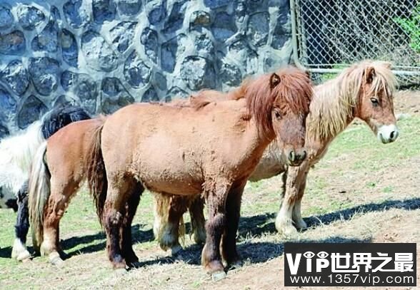 世界上最矮的马，迷你马，身高仅82厘米(口袋大小)