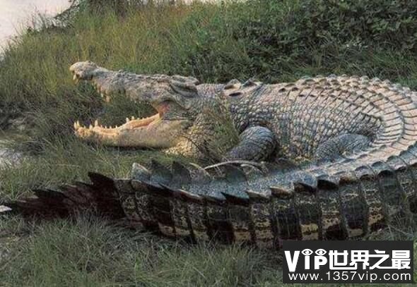 世界上最大的鳄鱼：菲律宾鳄鱼，体长6.4米，重1000公斤(图6)