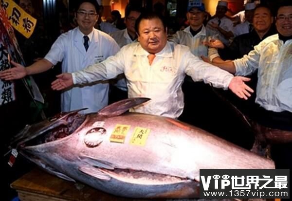 世界上最贵的食用鱼：金枪鱼，一条售价1190万人民币（图2）