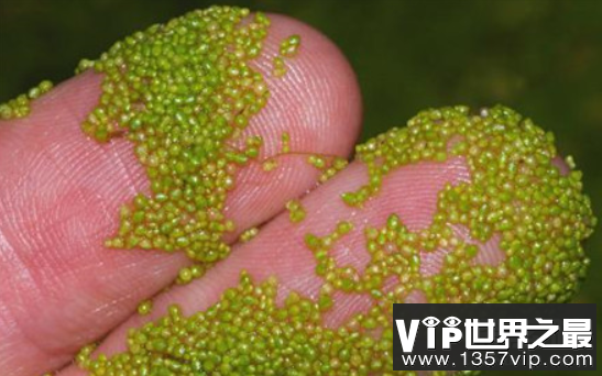 世界上最小的花：芜萍，大小1毫米(肉眼看不见)