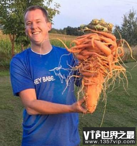 世界上最大的红萝卜，22.4磅的胡萝卜，状如树精(有图为证)