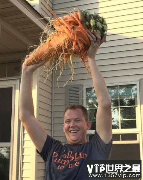 世界上最大的红萝卜，22.4磅的胡萝卜，状如树精(有图为证)