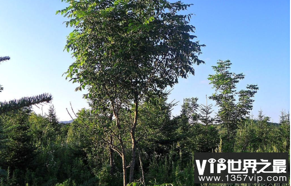 世界上生长最慢的树：尔威兹加树，100年仅长高30厘米(图2)