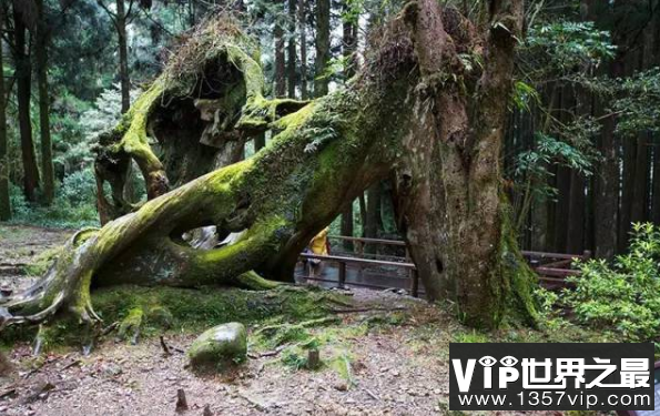 世界上生长最慢的树：尔威兹加树，100年仅长高30厘米(图4)