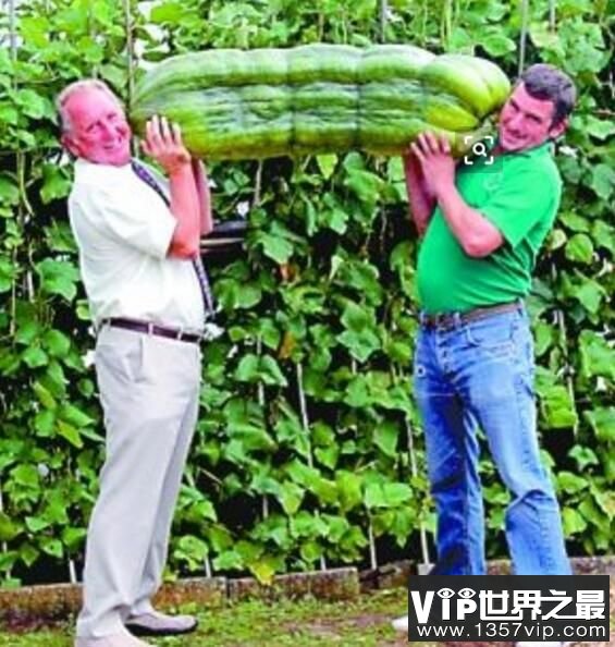 世界上最大的西葫芦，重达65公斤，两个人才能抬得动（图3）