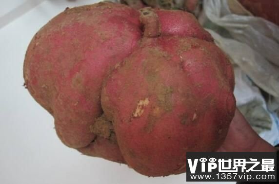 世界上最大的红薯，一颗就重48斤，红薯界的大哥大（图2）