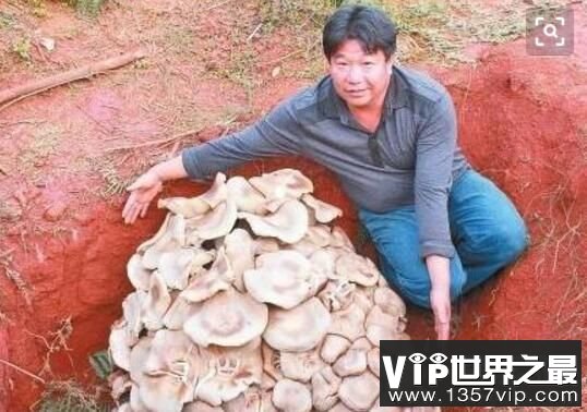 世界上最大的蘑菇，约1665个足球场大，年龄2400岁（图3）