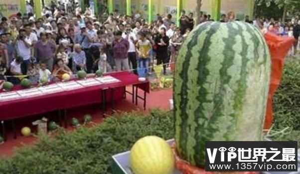 世界上最大的西瓜，重达158公斤，很大但不甜（图3）