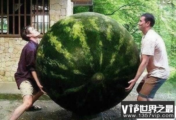 世界上最大的西瓜，重达158公斤，很大但不甜（图5）