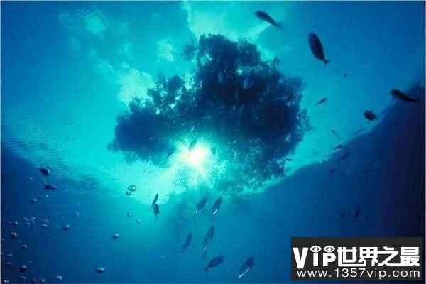 世界上最透明的海：马尾藻海，一眼望穿海底