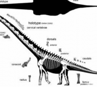 帕拉克西龙：蜥脚下目巨龙类恐龙（体型20米/四肢粗壮如大象）