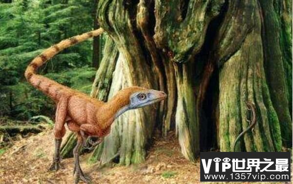 ：辽宁小型杂食性恐龙（长0.8米/距今1.3亿年前）