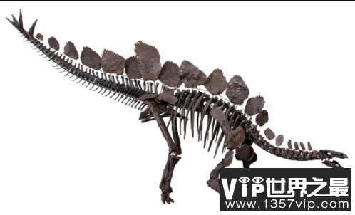 艾沃克龙：体长1米的小型杂食性恐龙，生活在印度三叠纪晚期