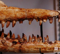 倾齿龙：体型庞大的巨型沧龙科恐龙（体长14米/以大型海龟为食)