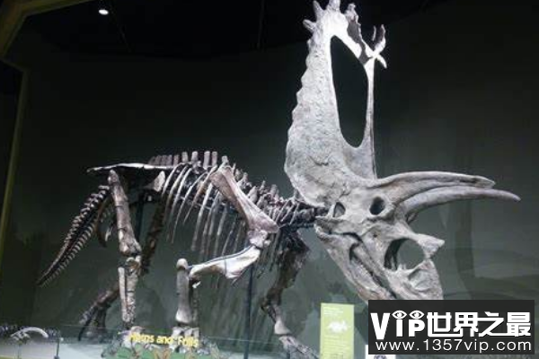 五角龙：角龙科大型恐龙(长8米/北美洲出土的恐龙)
