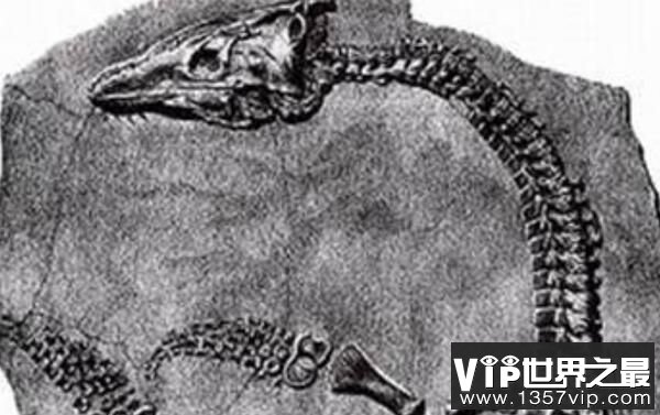 蛇颈龙：体长6米的食草恐龙，侏罗纪海洋中的霸王