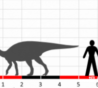 鸭颌龙：小型鸭嘴龙类超科恐龙(体长4米/化石仅右侧齿骨)