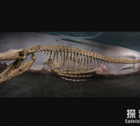 海王龙：白垩纪海洋中的顶级掠食者，体长17米的深海杀手