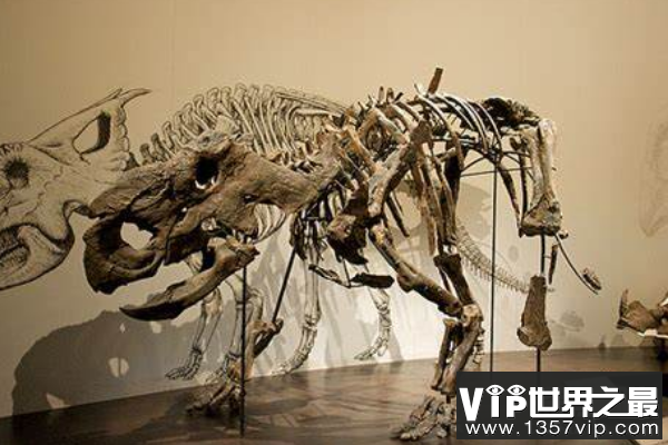 厚鼻龙：性情温顺的尖角龙亚科恐龙（体长7米/喜欢群居）