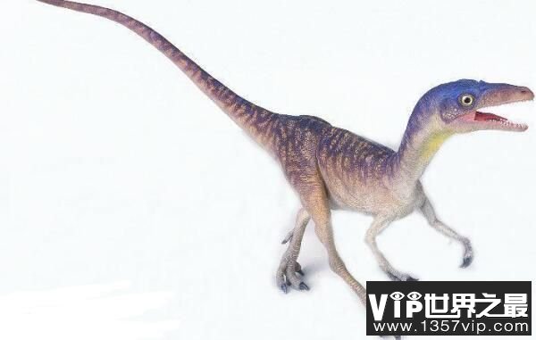：四川小型食肉恐龙，化石发现地在四川东部