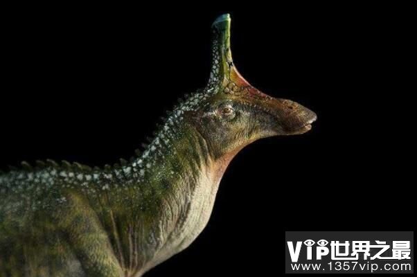 青岛龙：有顶饰的鸭嘴龙类恐龙(长10米/距今7000万年前)